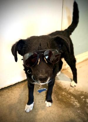 Paulie, Poodle, puppy, available for adoption