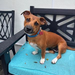 Lollipop, Dachshund, puppy, available for adoption