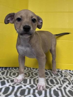 Bear, Mixed Breed, puppy, available for adoption