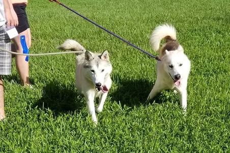 Special Pals Animal Shelter
