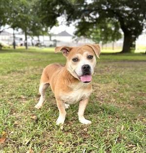Lafayette, Mixed Breed, adult, available for adoption