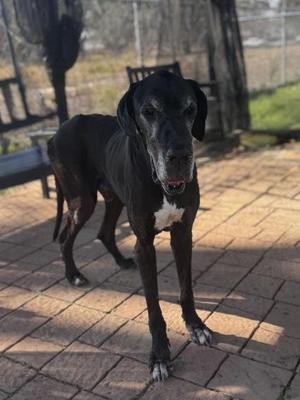 Dutch, Great Dane / Mixed Breed, senior, available for adoption