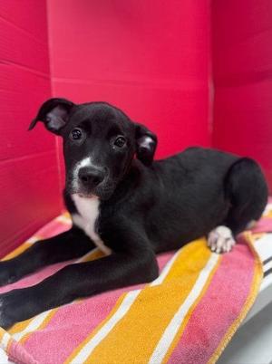 Avalon, Labrador Retriever / Mixed Breed, puppy, available for adoption