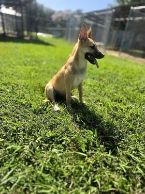 Labby, Labrador Retriever / Mixed Breed, adult, available for adoption