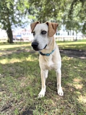 Aries, Labrador Retriever / Mixed Breed, adult, available for adoption