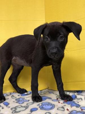 Gurdy, Labrador Retriever / Mixed Breed, puppy, available for adoption