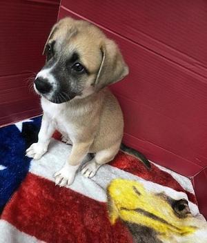 Geoffrey, Mixed Breed, puppy, available for adoption