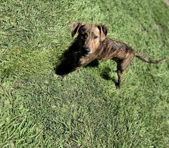 Izzy, Mixed Breed, adult, available for adoption