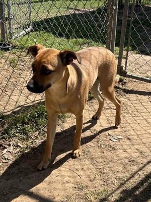 Barbara, Mixed Breed, adult, available for adoption