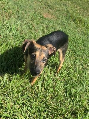 Bronnie, Chihuahua / Mixed Breed, adult, available for adoption