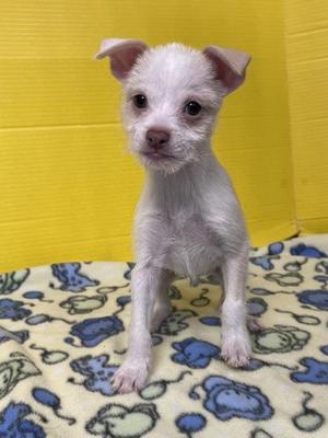 Jacob Grimm, Terrier / Mixed Breed, puppy, available for adoption