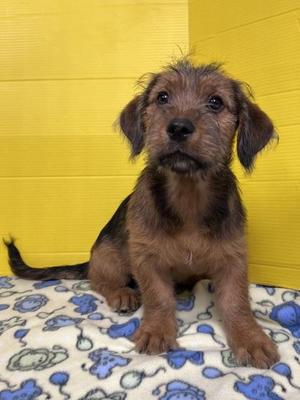 Han, Mixed Breed, puppy, available for adoption