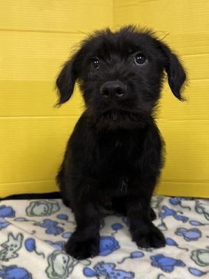 Kylo, Mixed Breed, puppy, available for adoption