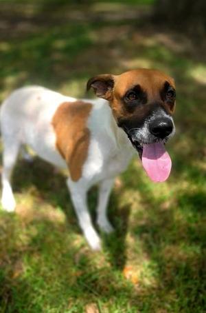 Charisma, Mixed Breed, adult, available for adoption