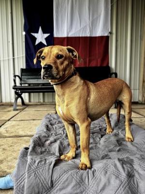 Augustine, Terrier / Mixed Breed, adult, available for adoption
