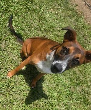 Bruno, Mixed Breed, adult, available for adoption
