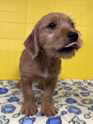 Boba, Mixed Breed, puppy, available for adoption