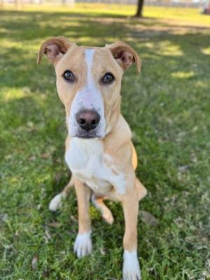 Banjo, Mixed Breed, adult, available for adoption
