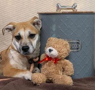 Fleur, Mixed Breed, adult, available for adoption