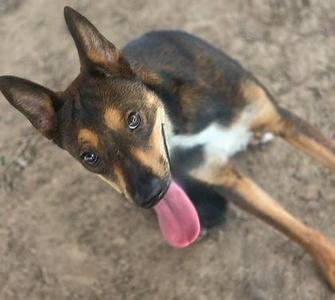 Hazel, Mixed Breed, adult, available for adoption