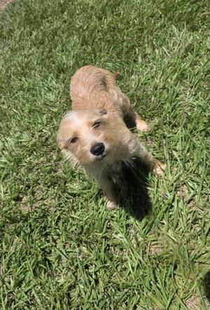Gucchi, Terrier / Mixed Breed, adult, available for adoption
