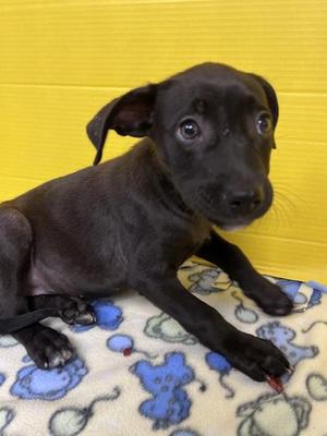 Hurdy, Labrador Retriever / Mixed Breed, puppy, available for adoption