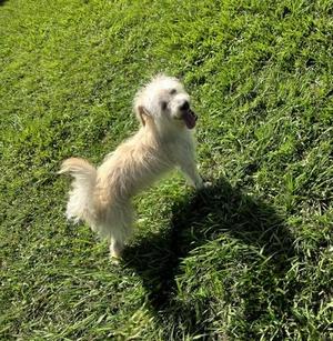 Buster, Terrier / Mixed Breed, adult, available for adoption