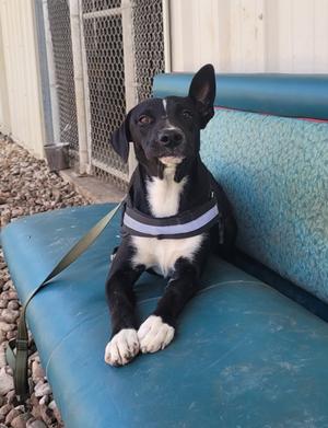 Aurora, Labrador Retriever Mix, adult, available for adoption