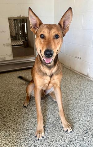 Max, German Shepherd Dog Mix, adult, available for adoption