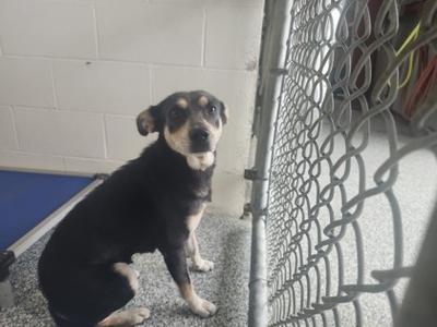 a black and tan dog sitting on a concrete floor next to a chain-link fence