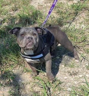 A gray dog wearing a harness and leash, standing on grass.