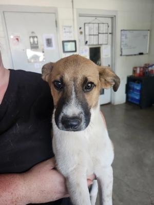 Harper, Jack (Parson) Russell Terrier and Labrador Retriever, puppy, available for adoption