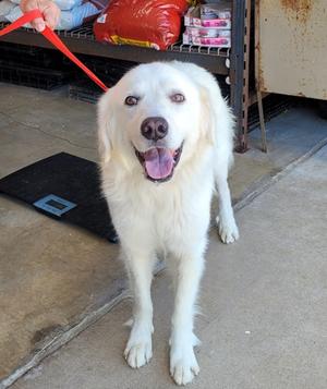 Art, Great Pyrenees Mix, adult, available for adoption