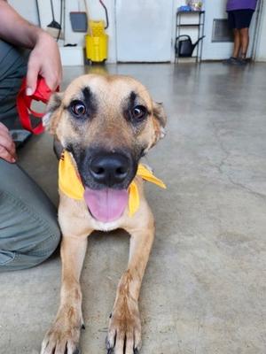 A brown dog with a yellow bandana around its neck, sitting on the floor with its tongue out, being held by a person.