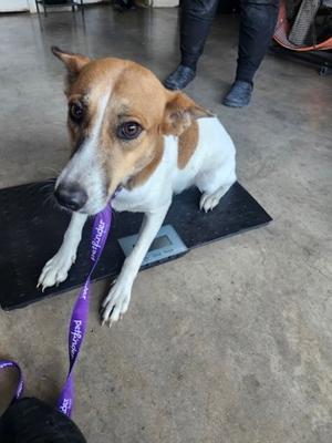 Amara, Terrier and Jack (Parson) Russell Terrier, adult, available for adoption
