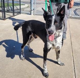 Blue, Australian Shepherd Mix, adult, available for adoption