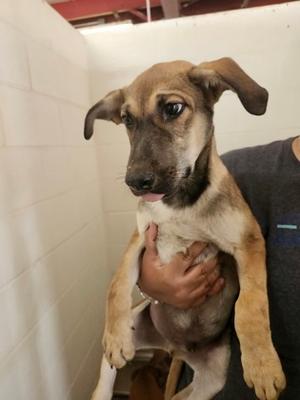 Huck, Jack (Parson) Russell Terrier and Labrador Retriever, puppy, available for adoption