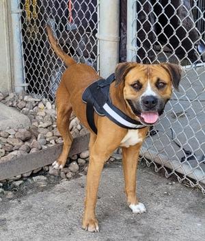 Dunn, Boxer Mix, adult, available for adoption