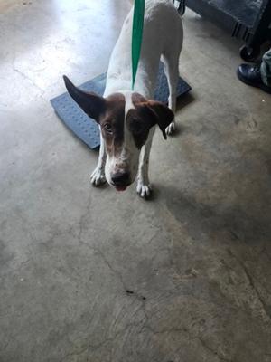 A brown and white dog standing on a concrete floor, looking up at the camera with its tongue out. The dog is wearing a green leash and is standing on a blue mat.