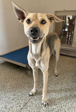 A light-colored dog with pointed ears and a black nose stands on a tiled floor, looking directly at the camera with its mouth slightly open, revealing its teeth. The dog appears to be in an indoor setting with a blue mat and a white wall in the background.