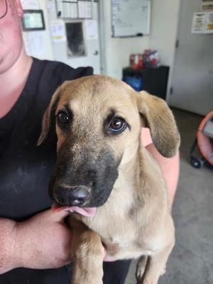 Hudson, Jack (Parson) Russell Terrier and Labrador Retriever, puppy, available for adoption
