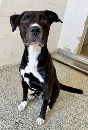 Cross, Labrador Retriever Mix, adult, available for adoption