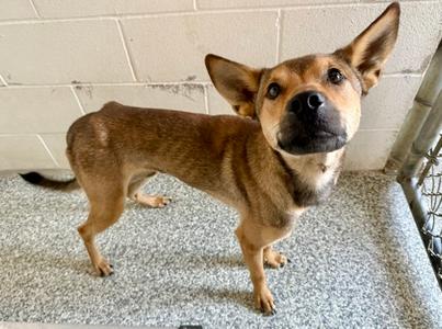 Bear, German Shepherd Dog Mix, adult, available for adoption