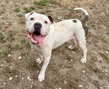 A white dog with brown spots standing on a dirt ground, looking up with its mouth open and tongue out.