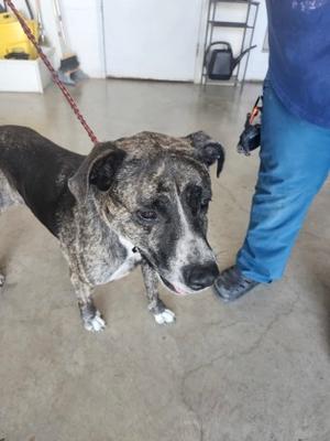 Meadow, Terrier Mix, adult, available for adoption