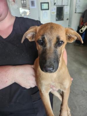Honey, Jack (Parson) Russell Terrier and Labrador Retriever, puppy, available for adoption