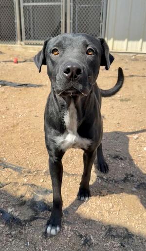 Abby, Labrador Retriever Mix, adult, available for adoption