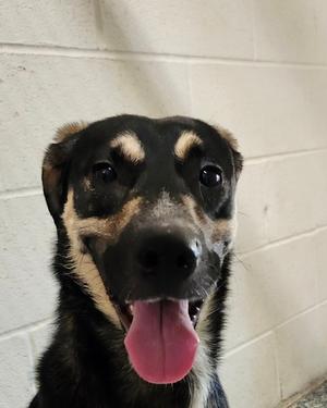 Layla, German Shepherd Dog Mix, adult, available for adoption