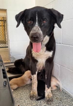 Birdie, Flat-Coated Retriever Mix, adult, available for adoption
