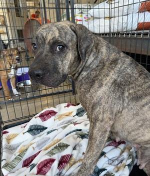 A brindle-colored dog sitting on a patterned blanket inside a cage.